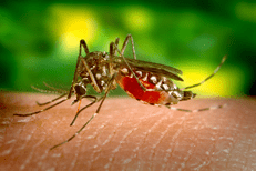 Aedes albopictus
