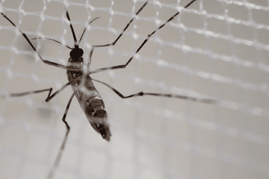 mosquito in spray cage for efficacy testing