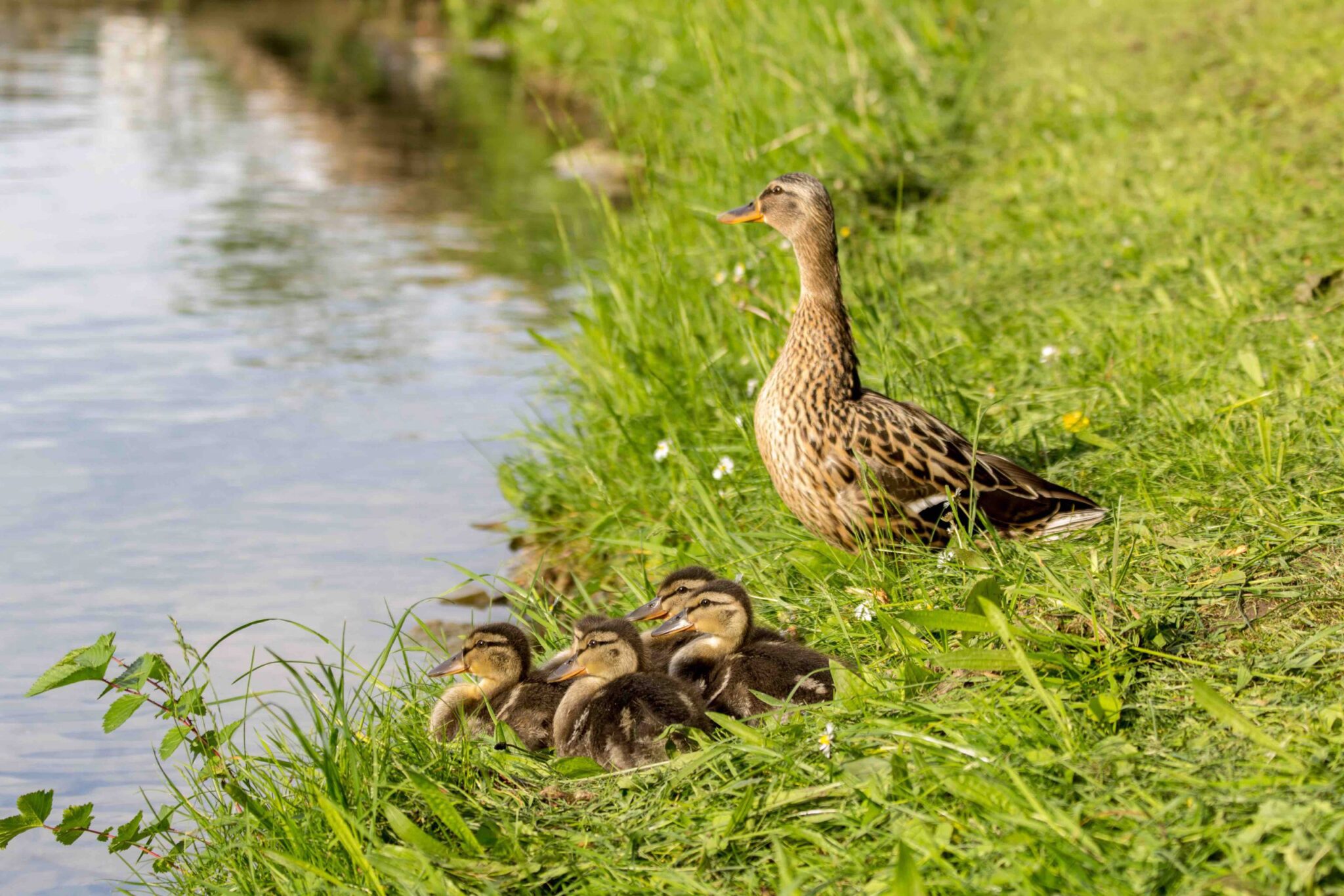 Mallard duck mother with ducklings by pond