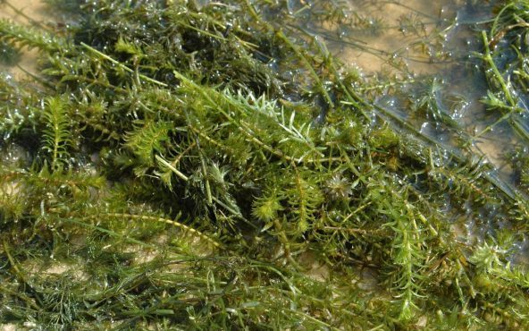 An example of Hydrilla.