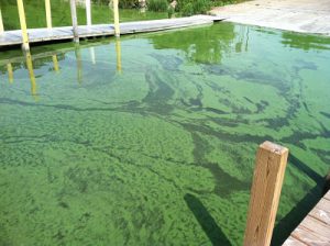 A dock area contaminated with HABs.