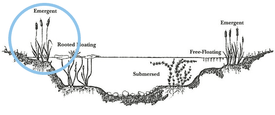 Chart depicting where emergent aquatic plants are located.