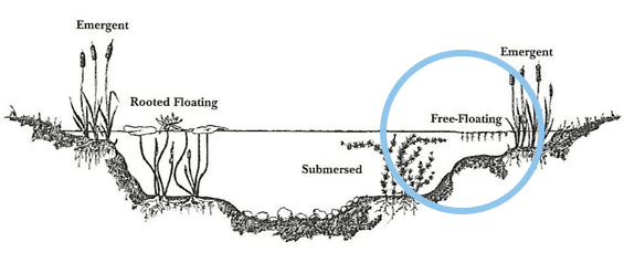 Chart depicting where free-floating aquatic plants are located.