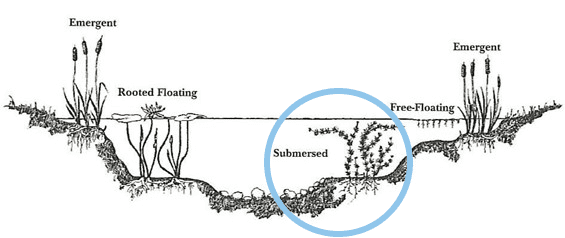 Chart depicting where submerged aquatic plants are located.