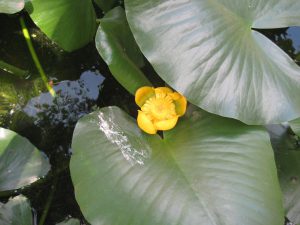 An image of spatterdock with its yellow flower.