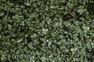 An image of a duckweed colony.