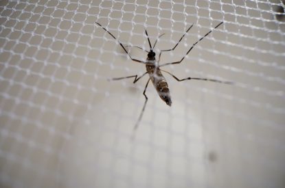 Clarke Adult Mosquito in a cage