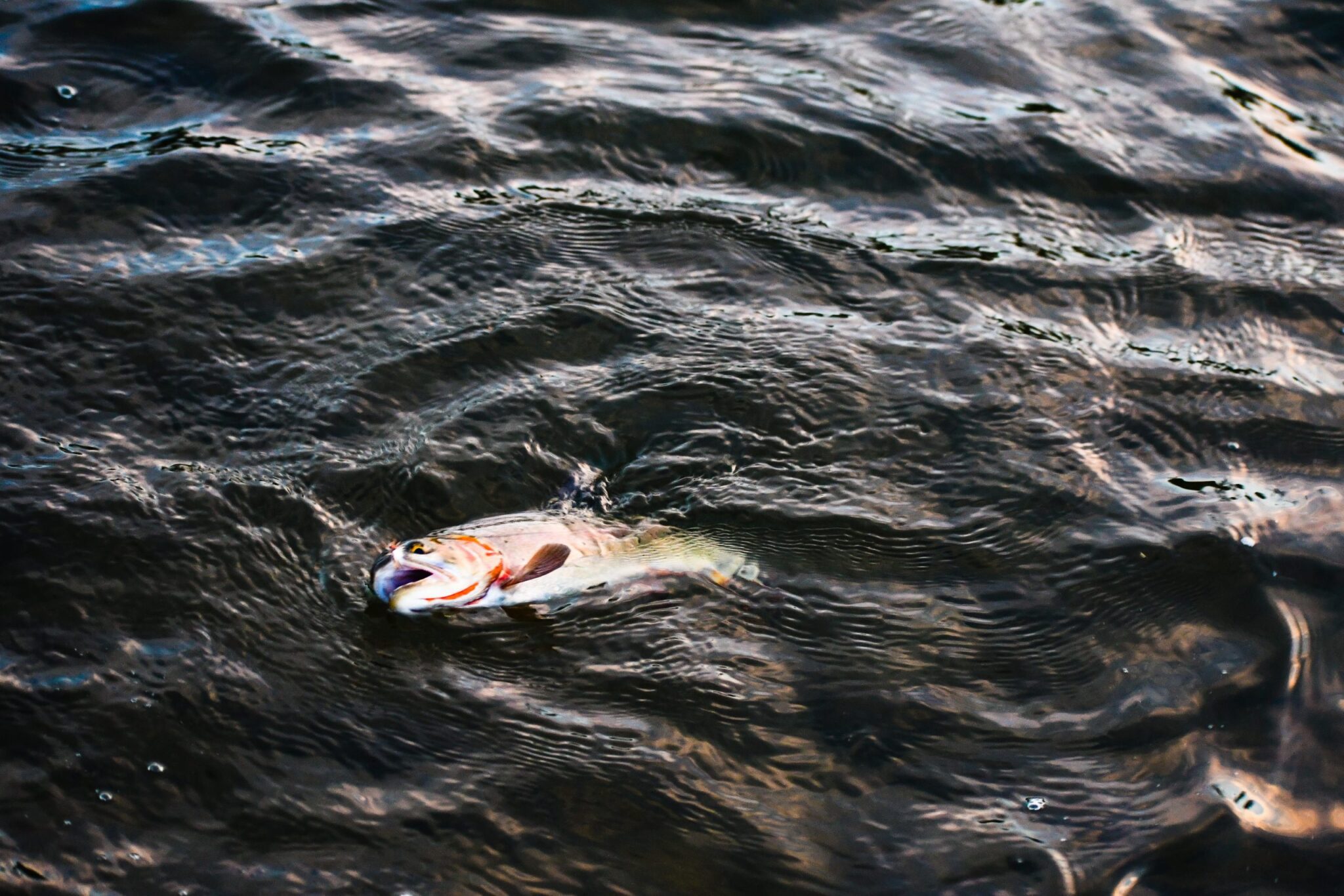 A fish floating on a lake's surface - an example of a fish kill