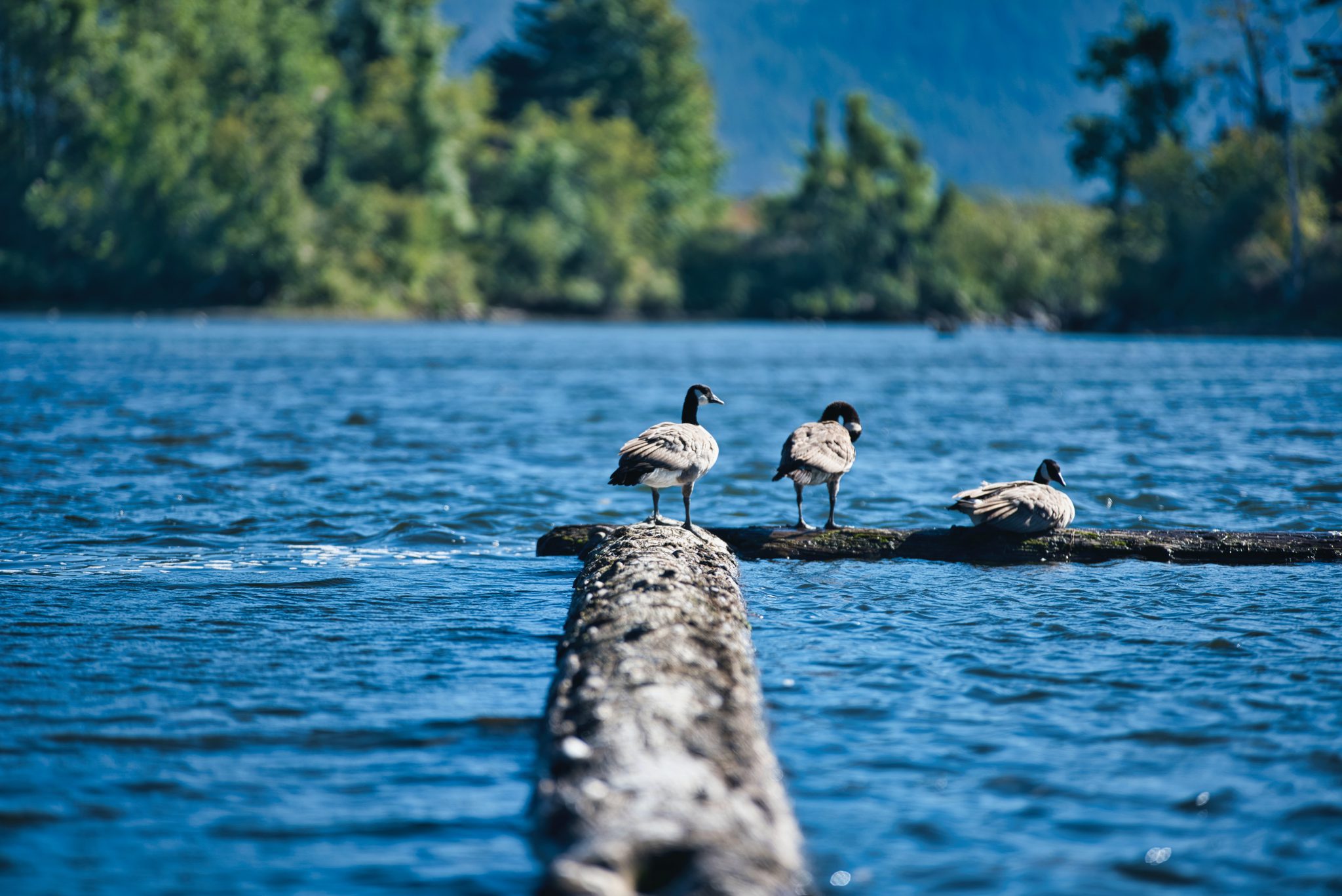 Geese sitting along a lake structure - geese can be a source of the parasite that causes Swimmer's Itch