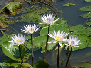 TC Tao - 睡蓮 Water lily (Nymphaea tetragona)
