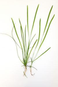An image of Tape Grass, a aquatic plant in Florida