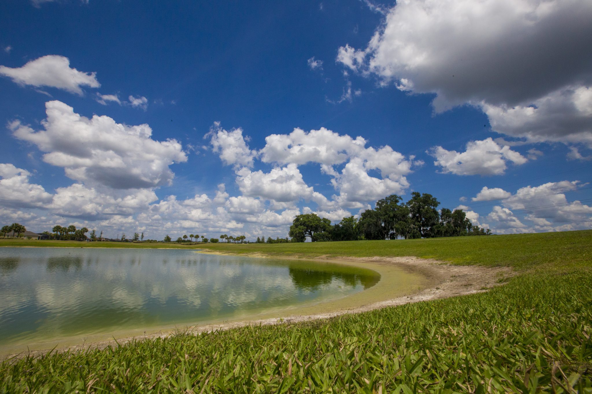 An example of a golf pond with a healthy shoreline/ 