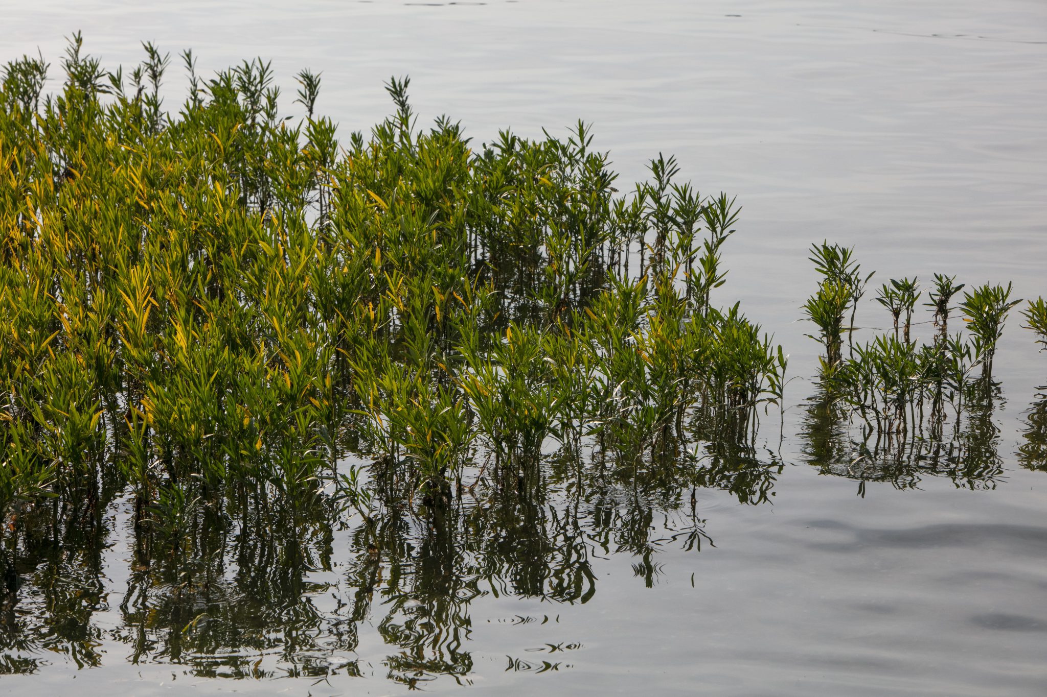 One of the things to know about your lake or pond - the presence of aquatic plants.