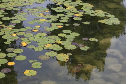 A clear pond with lily pads, courtesy of a pond aeration system
