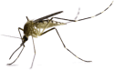 close up of a mosquito