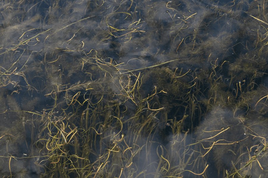 Closeup of underwater algae