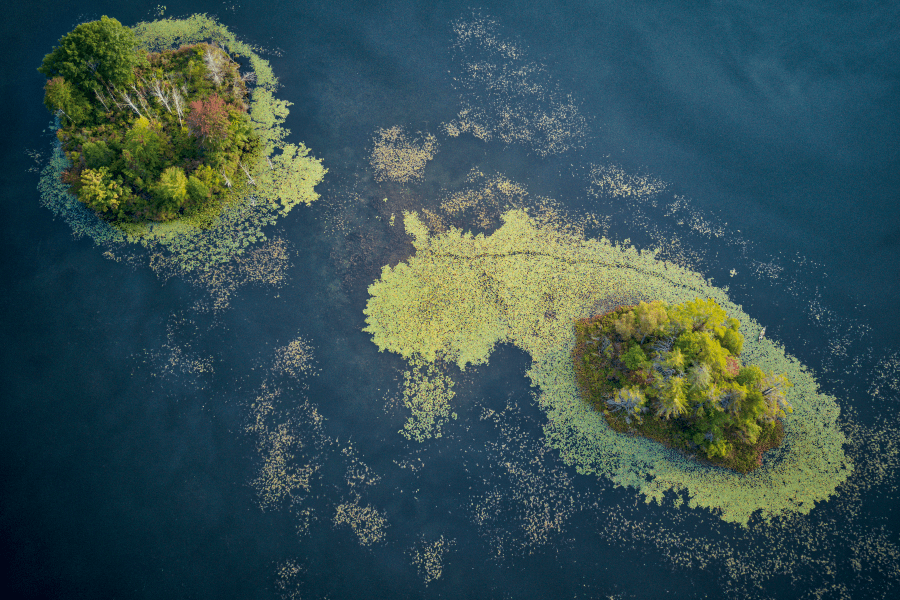 Overhead image of swamp