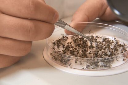 Counting And Sorting Dead Mosquitoes