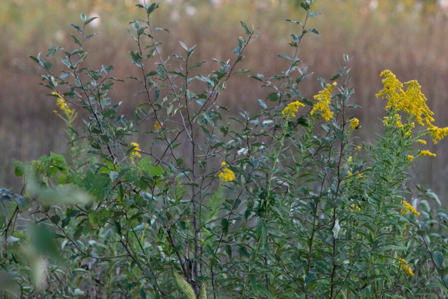 yellow weed flowers