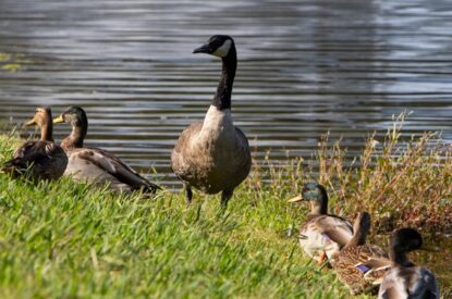 family of geese standing on the grass near a pond