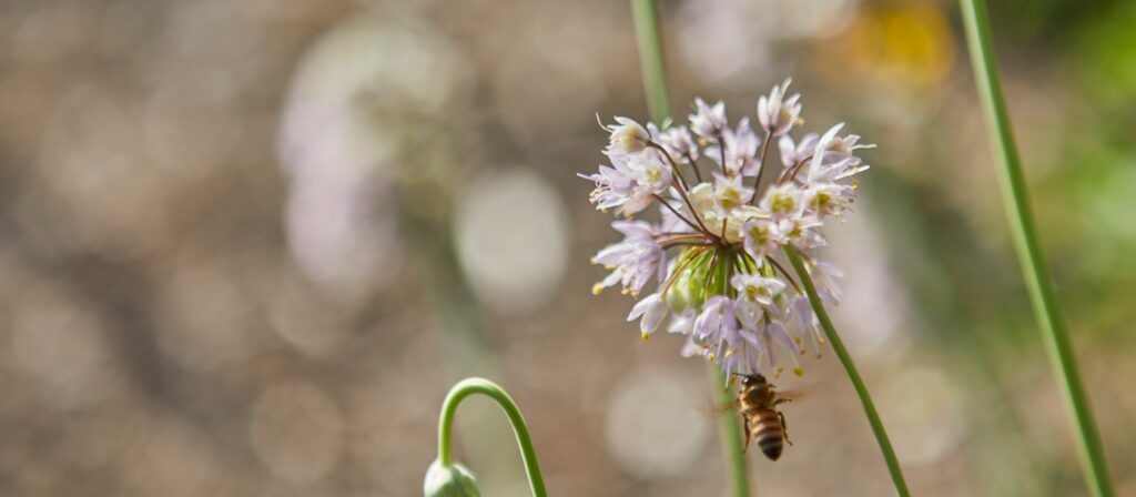 Closeup of bee on flower