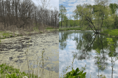 Before and After of the Pond Combined