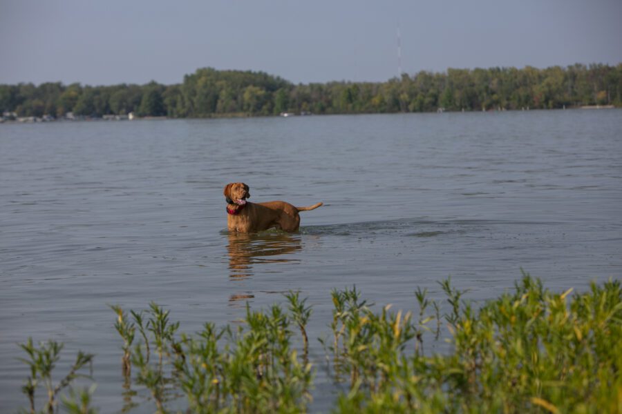 A dog on the shores of a lake