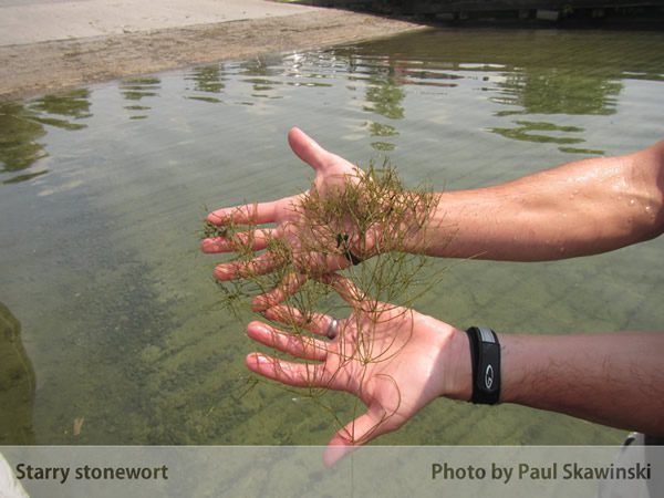 Starry Stonewort pulled out of the water: Photo courtesy of Paul Skawinski