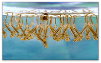 Larvae underwater - one of the areas that drones can be used for surveillance within a mosquito control program