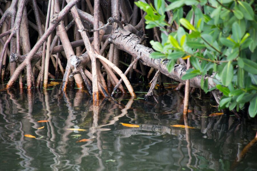 A flooded mangrove