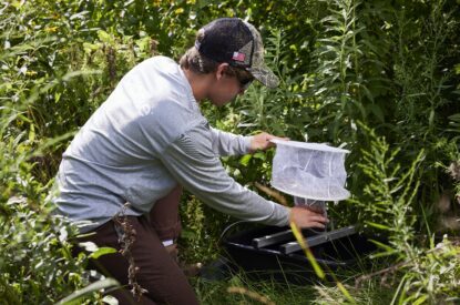 A Technician Adjusting A Gravid Trap