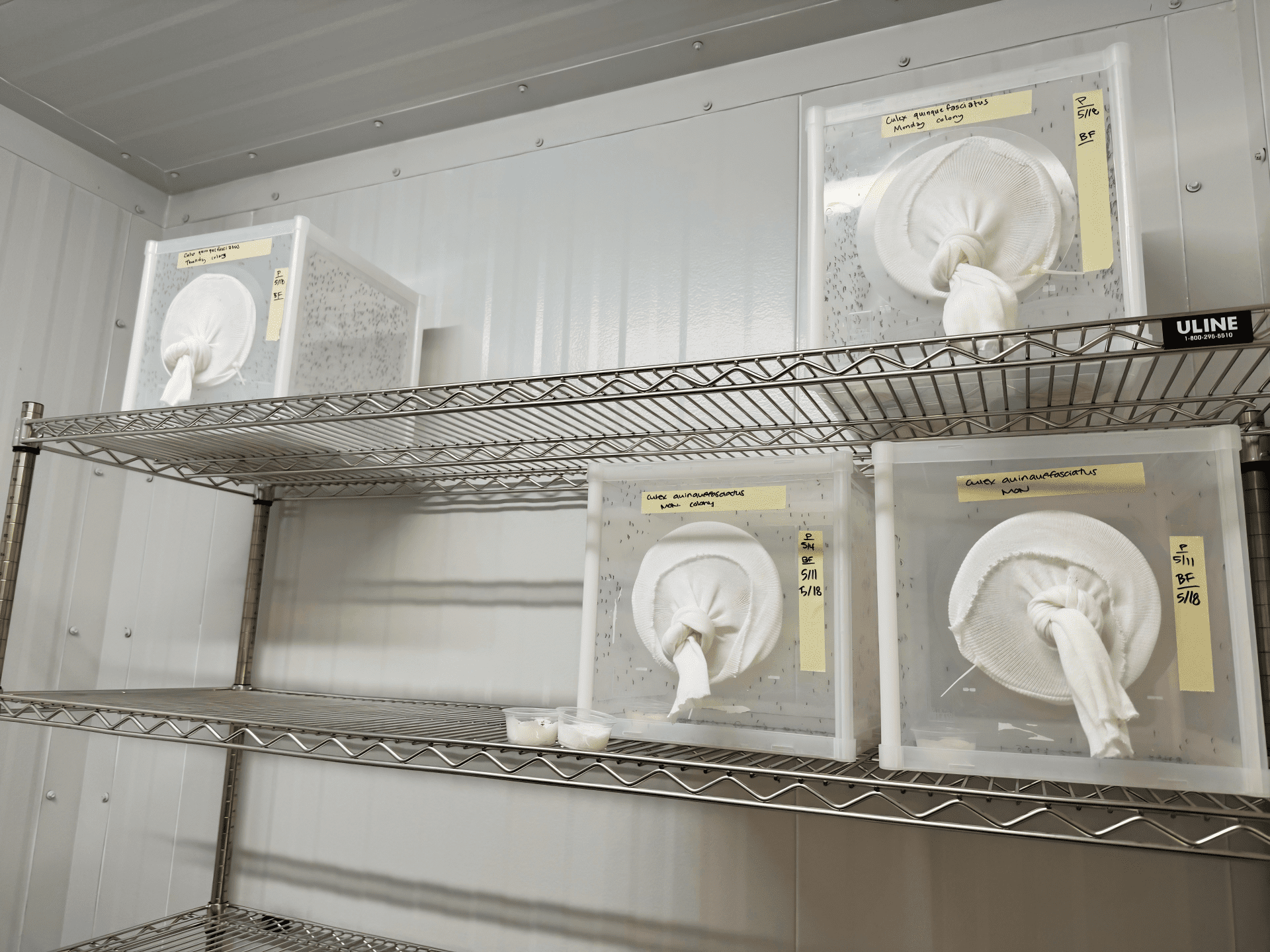Mosquito colonies in a mosquito control insectary used for vector research and testing
