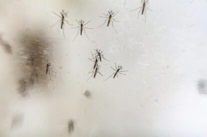Adult mosquitoes on a net